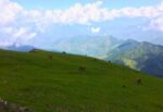 Chopta Tungnath Trek