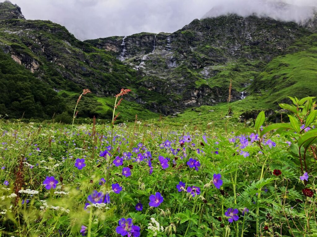 Valley of Flowers